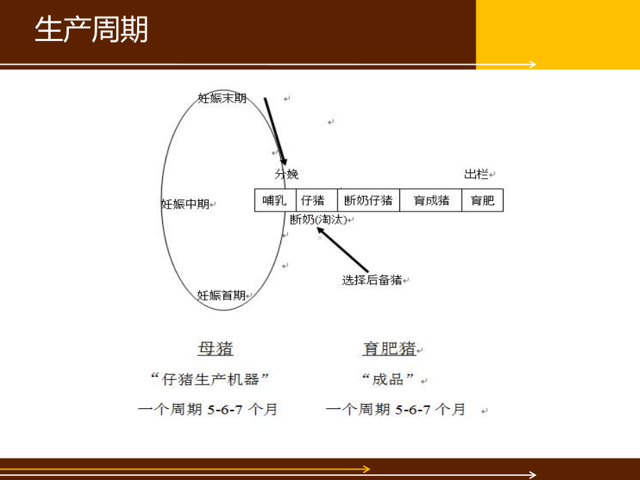 养猪常用术语及意义畜牧兽医农林牧渔专业资料课件.ppt_第2页