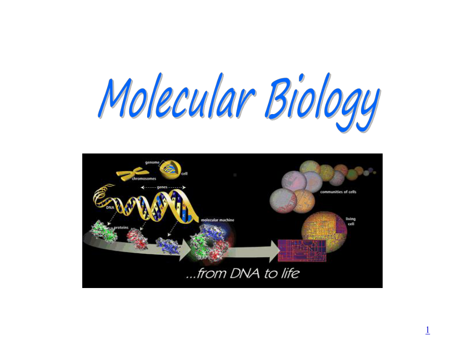 分子生物学概论基因、基因组和基因组学课件.ppt_第1页