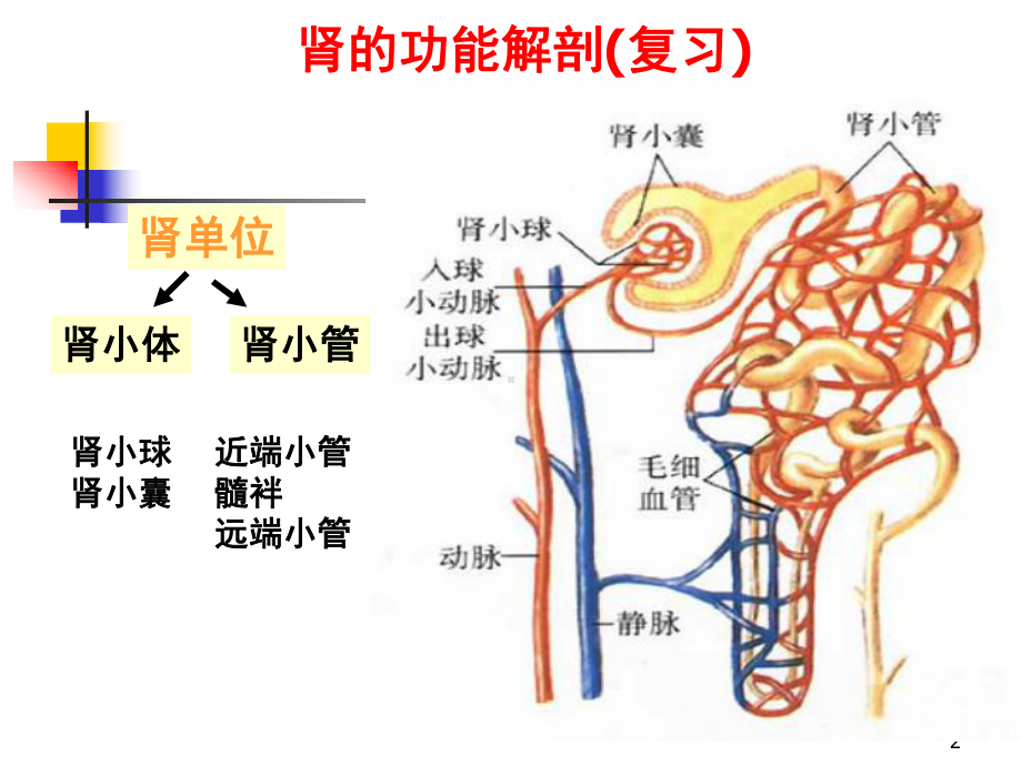 肾功能不全学时 课件.ppt_第2页