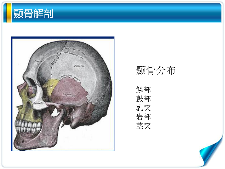 听觉系统解剖课件.ppt_第2页