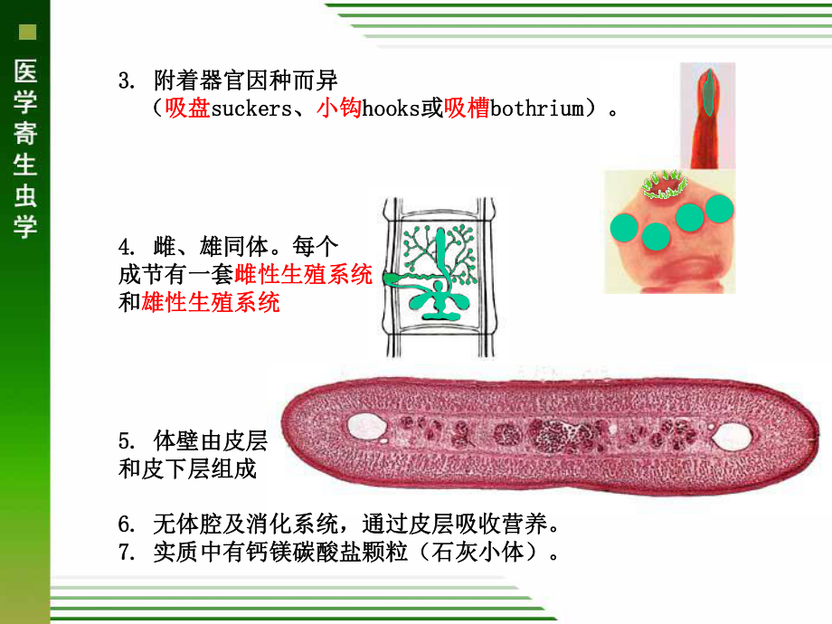 概论、猪带绦虫、牛带绦虫、曼氏、狗绦虫课件.ppt_第3页