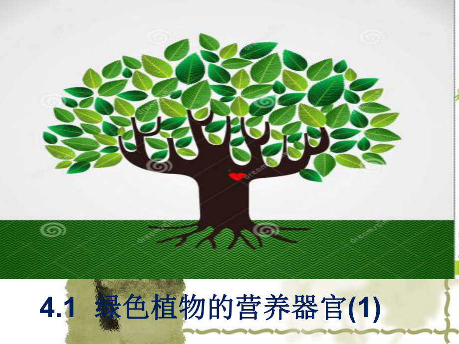 绿色植物的营养器官·根课件.ppt_第1页