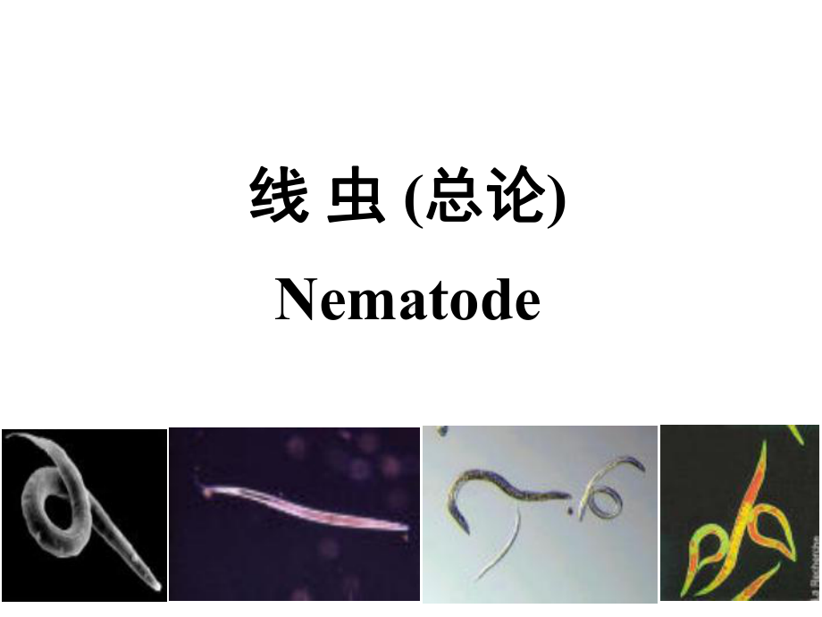 线虫概论、蛔虫、鞭虫、钩虫课件.ppt_第2页