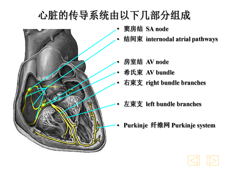 心电图学心脏传导异常所致的心律失常课件.ppt_第3页