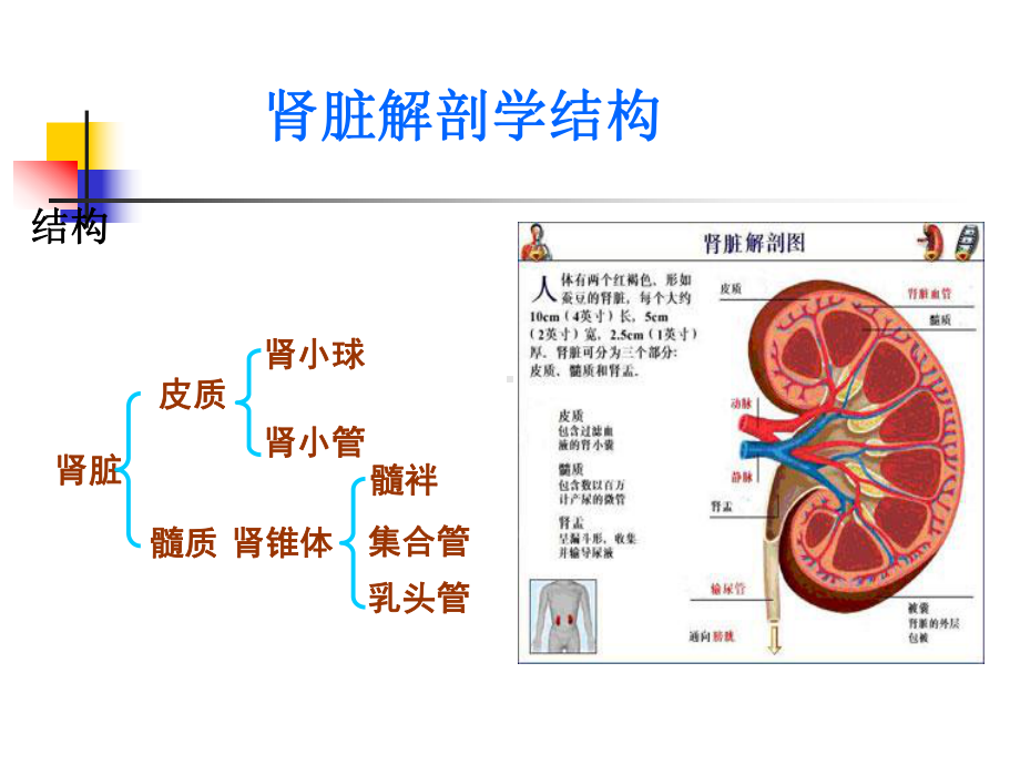 第二十四章利尿药课件.ppt_第3页