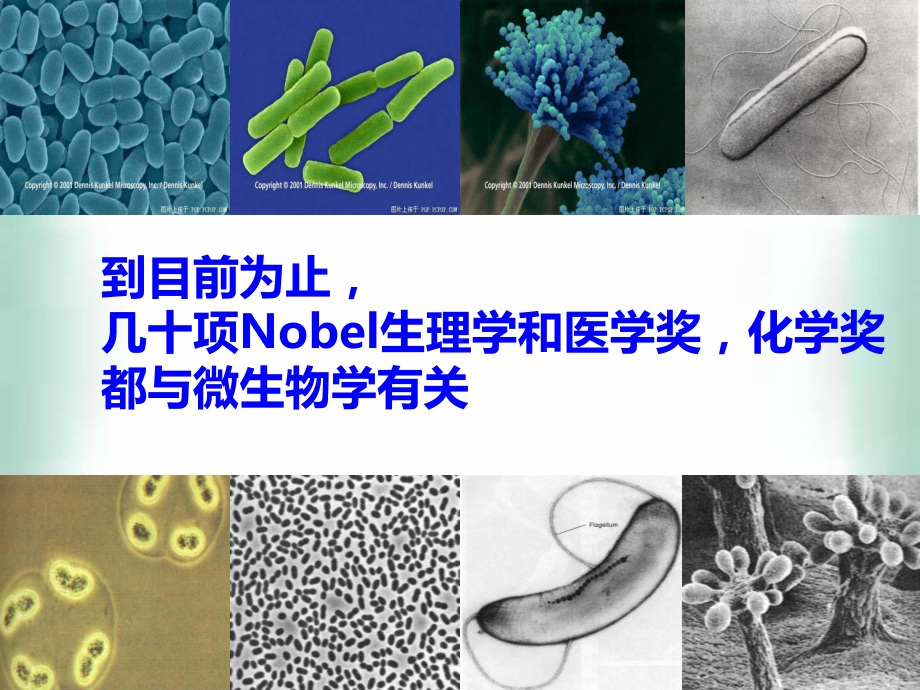 人教选修一21微生物的实验室培养课件第一课时2.ppt_第2页