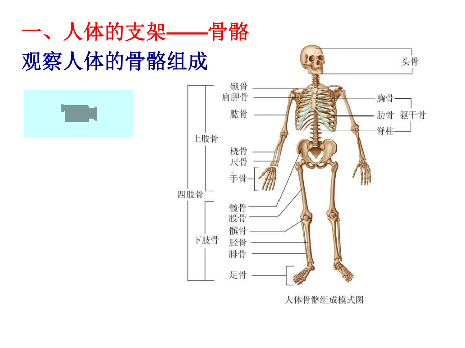 人体的支持与运动3苏科版课件.ppt_第3页