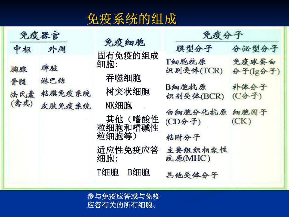 免疫学4免疫组织和器官课件讲义.ppt_第2页