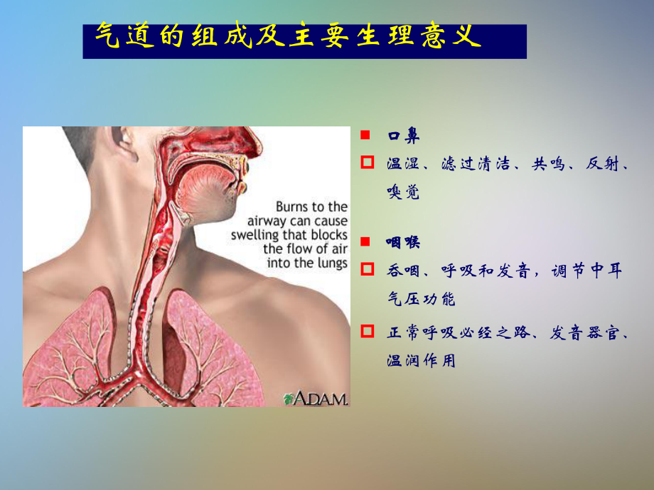 人工气道的建立与管理课件.pptx_第3页