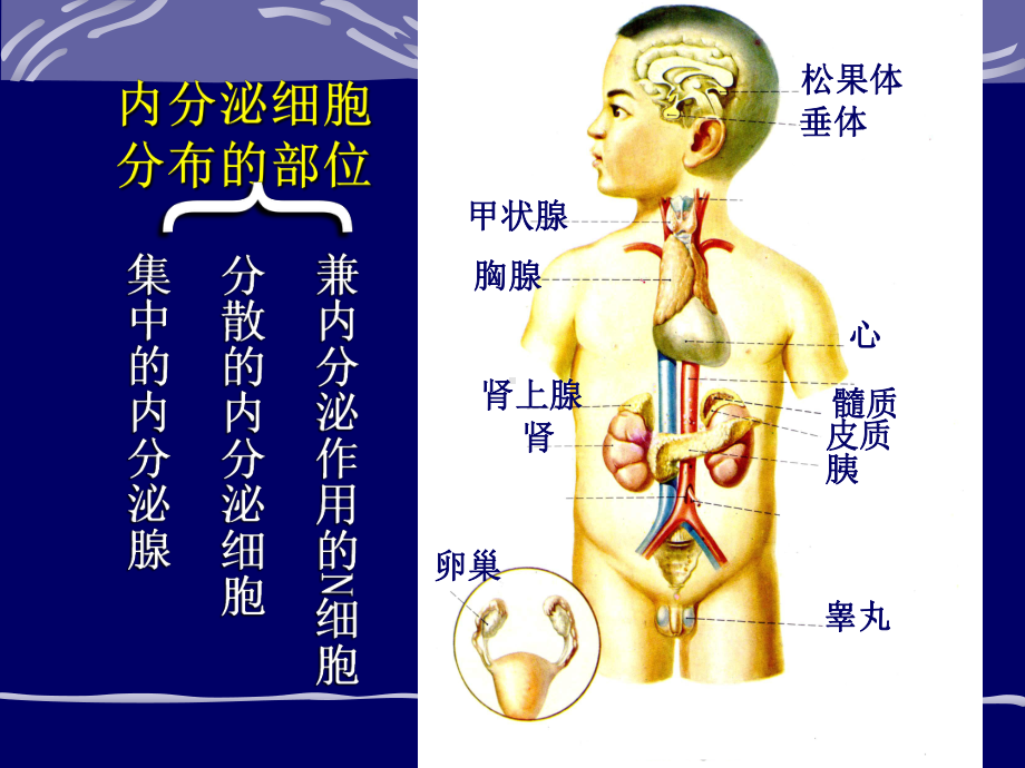 第二版第十一章内分泌课件.ppt_第3页