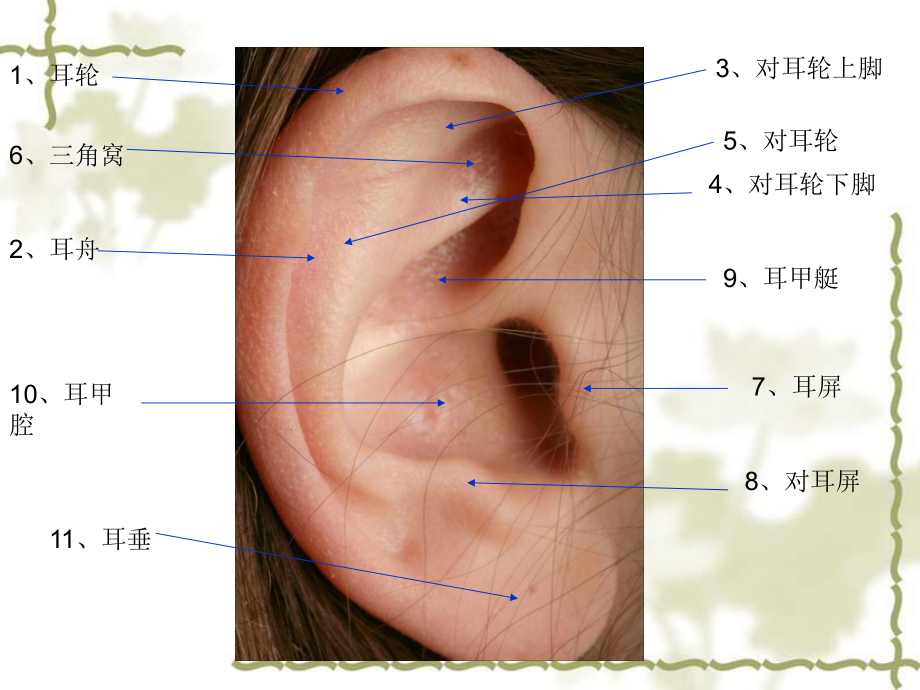 耳穴贴培训课件.ppt_第3页