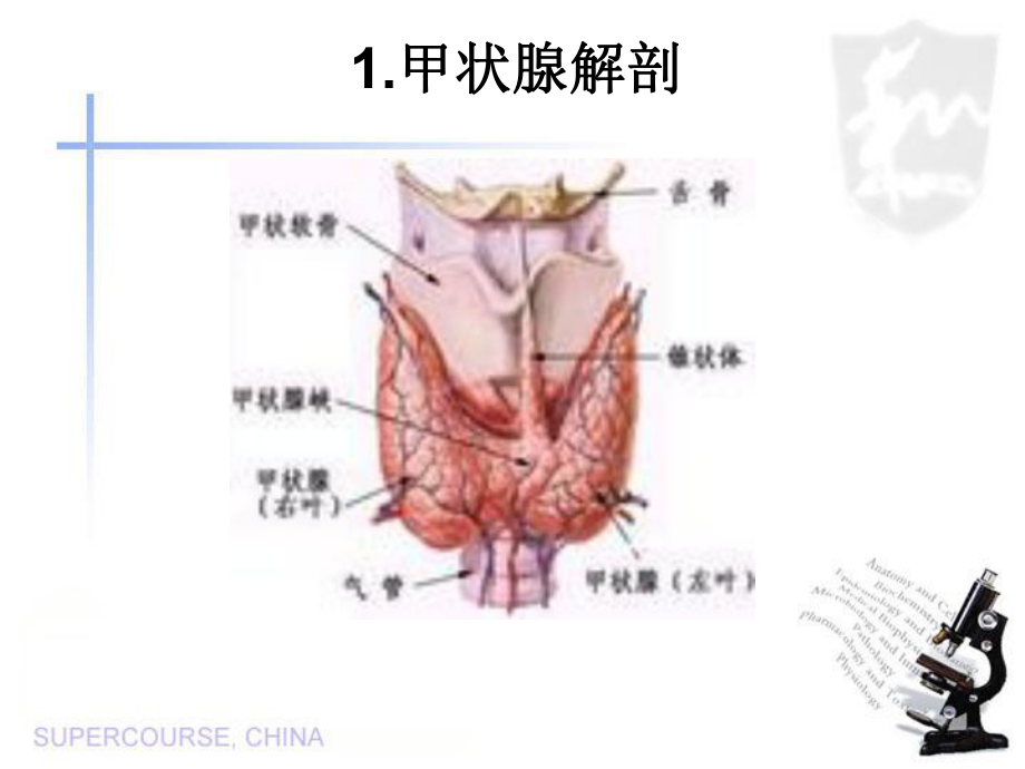 甲状腺的疾病诊断课件.ppt_第3页