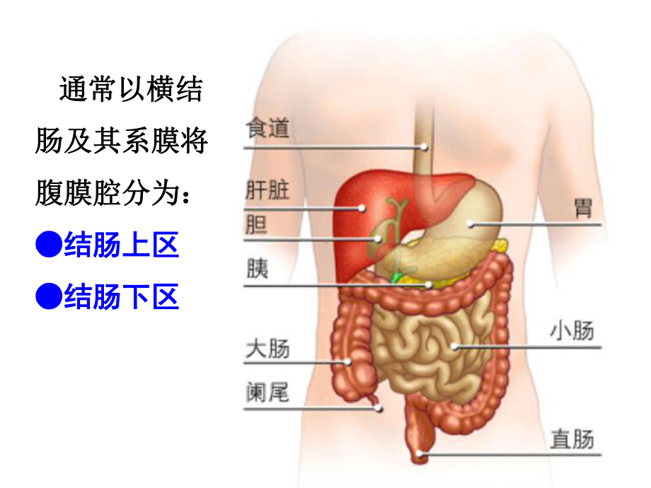 结肠上区 课件.ppt_第2页