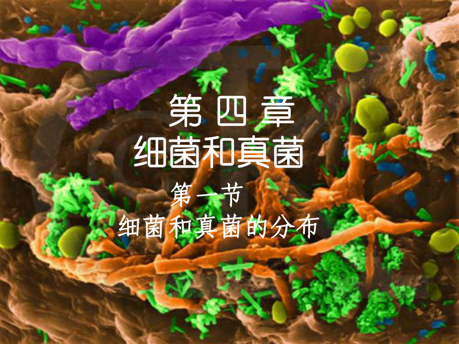 人教版初中生物541细菌和真菌的分布课件.ppt_第3页