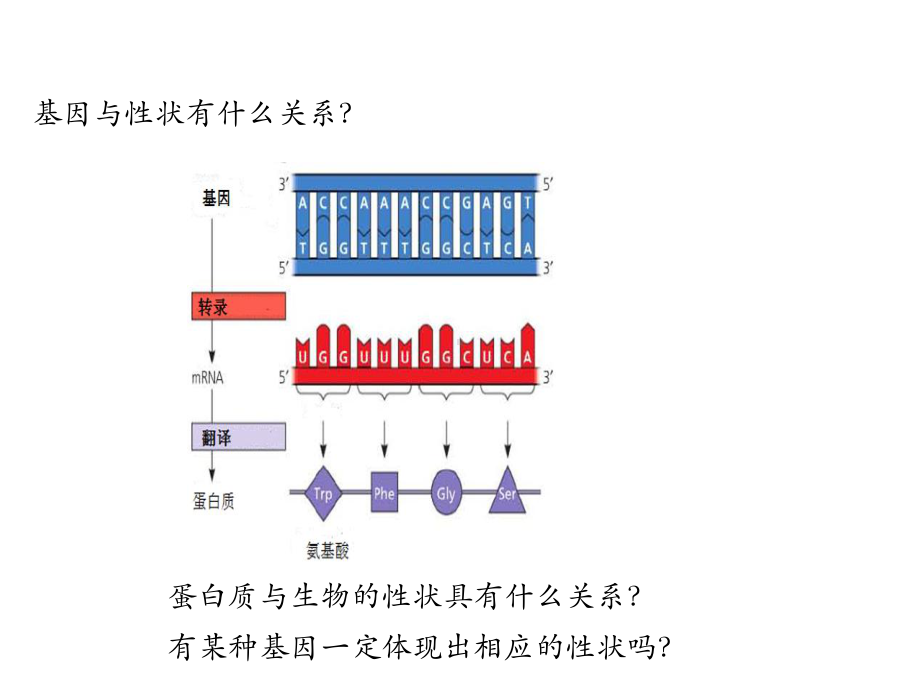 人教版高一生物必修二基因表达与性状的关系优质公开课课件.ppt_第3页