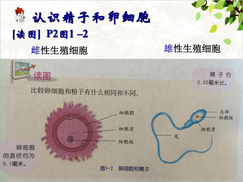 七年级下科学《新生命的诞生》实用课件浙教版2.ppt_第2页