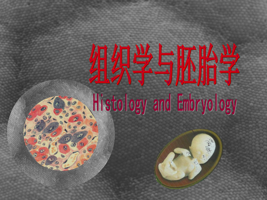 组织学与胚胎学 神经系统3课件讲义.ppt_第1页