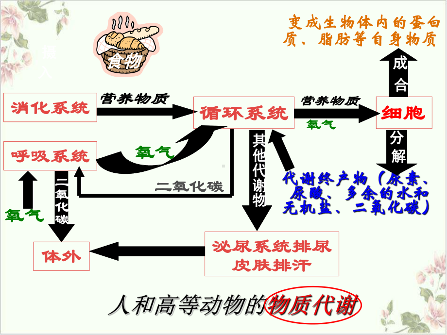 代谢的多样性—浙教版九级科学上册课件-讲义.ppt_第1页