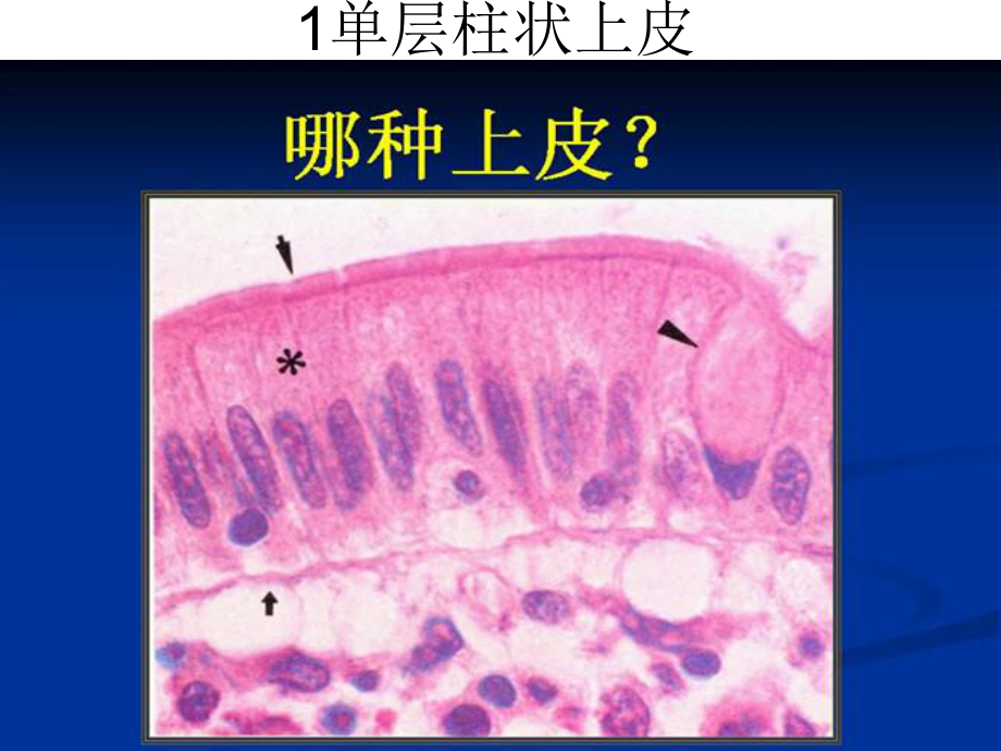 组织胚胎学切片考试利器(临床专业) 课件.ppt_第2页