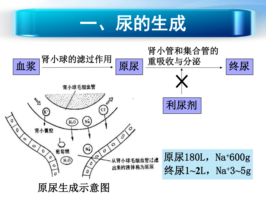 利尿剂的临床应用-秦雪课件.ppt_第2页