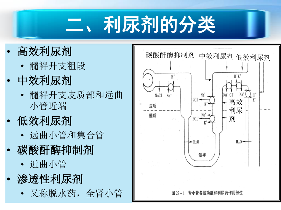 利尿剂的临床应用-秦雪课件.ppt_第3页