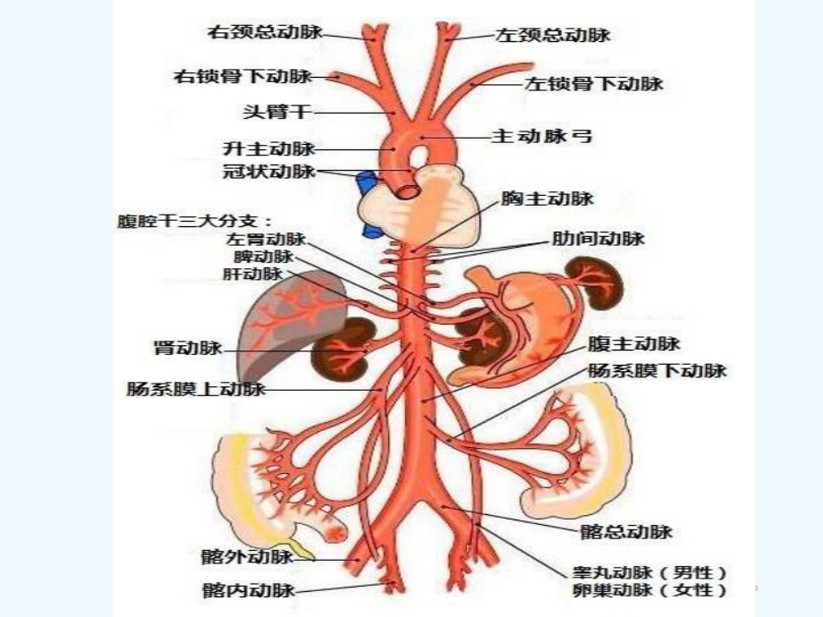 主动脉夹层瘤患者个案护理查房课件.ppt_第3页