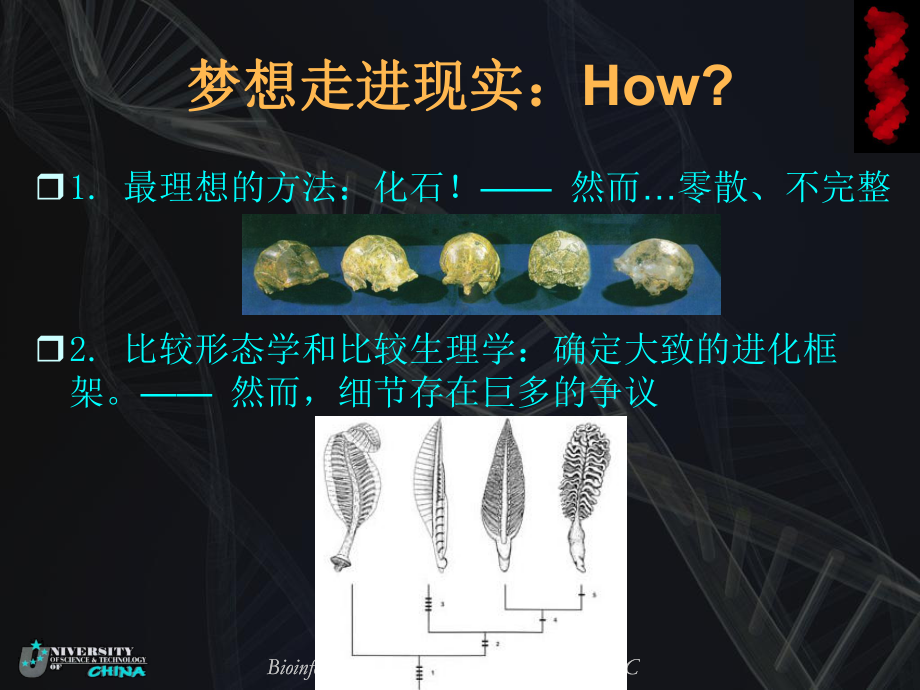 分子进化与系统发育分析课件.ppt_第3页