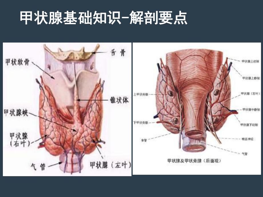 第24章颈部疾病课件.ppt_第2页