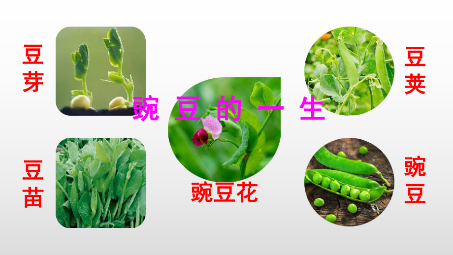 人教部编版四年级上册语文一个豆荚里的五粒豆课件+音频.ppt_第2页