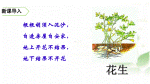 人教部编版五年级《落花生》公开课1课件.ppt