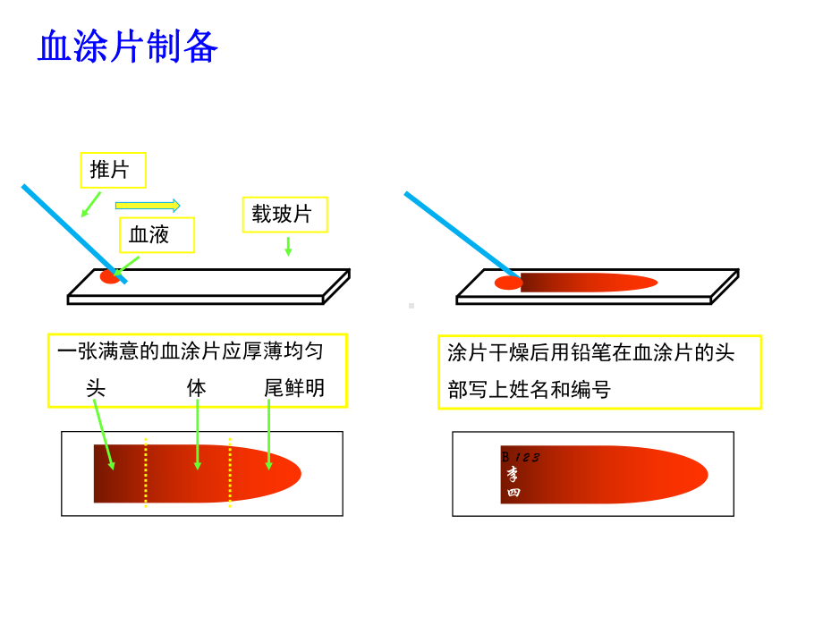 实验二 血涂片制备 白细胞分类计数课件.ppt_第2页