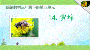 部编教材三年级下册语文《蜜蜂》课件.pptx