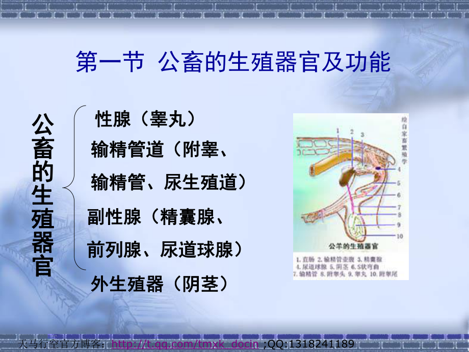 家畜繁殖学 家畜生殖器官（ ）课件.ppt_第3页