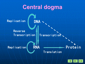 生物化学课件广西医科大学第13章dna的生物合成.ppt