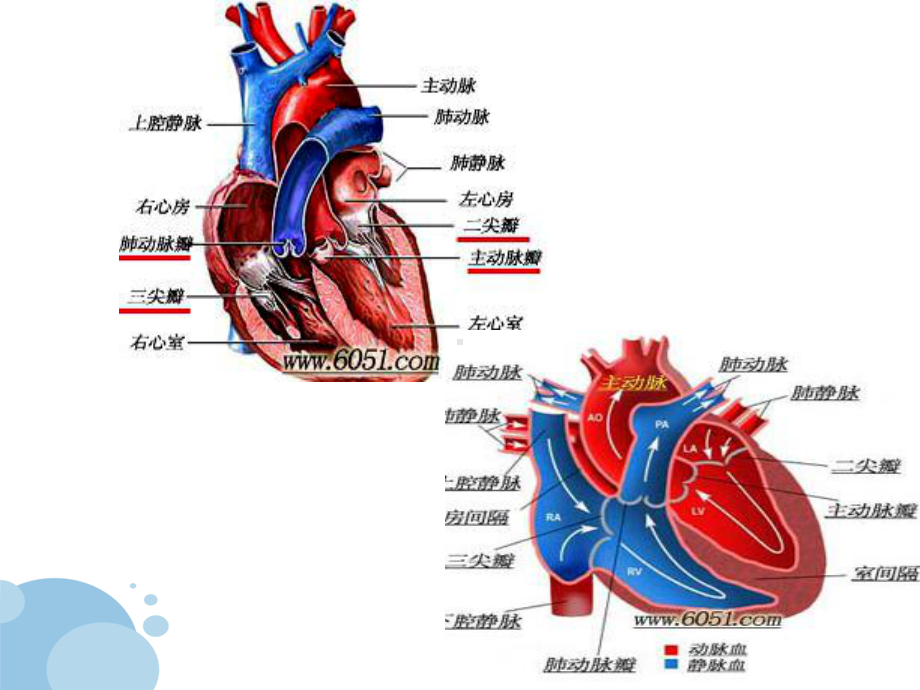 内科护理学课程课件13心脏瓣膜病.ppt_第3页