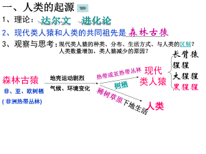 人教版七年级生物：一、人类的起源课件.ppt