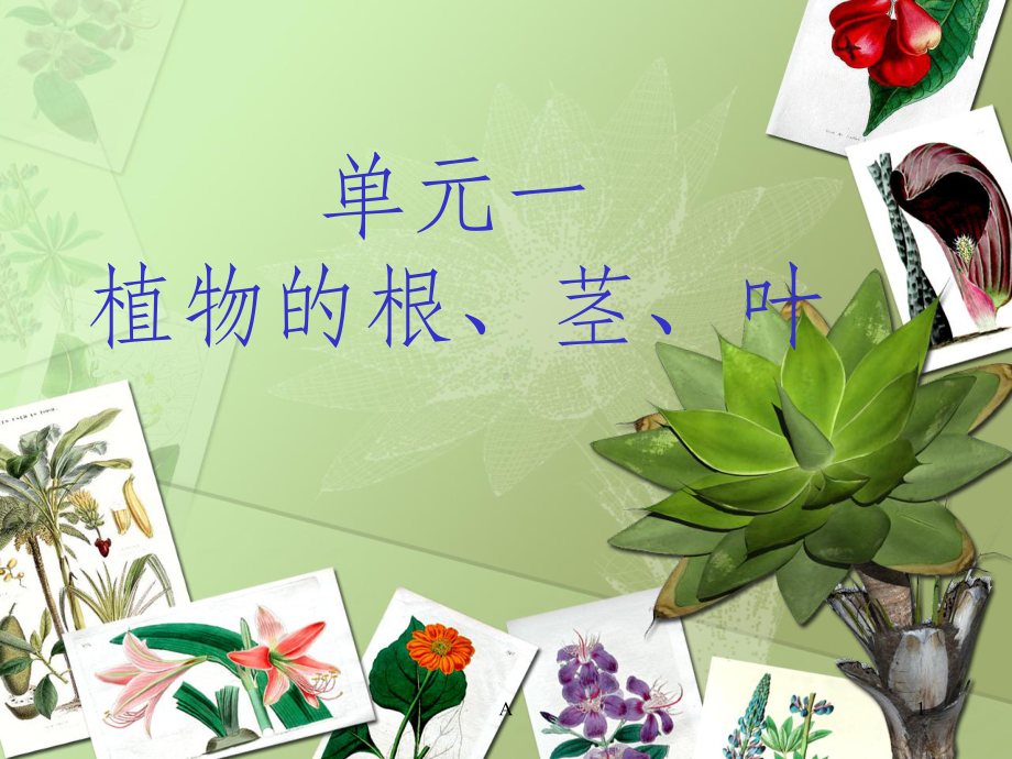 植物的根茎叶课件.ppt_第1页