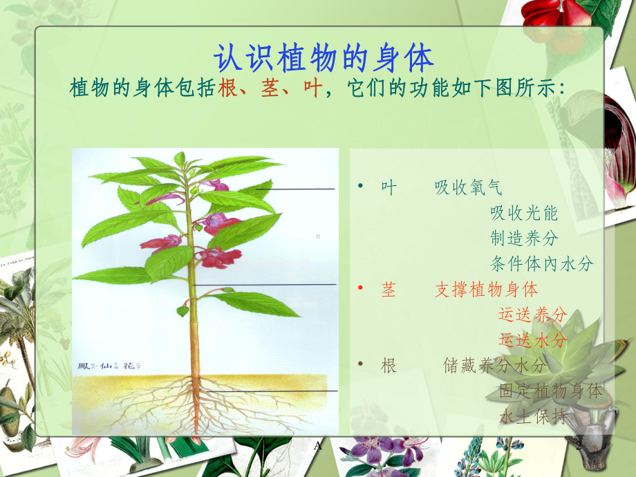 植物的根茎叶课件.ppt_第2页