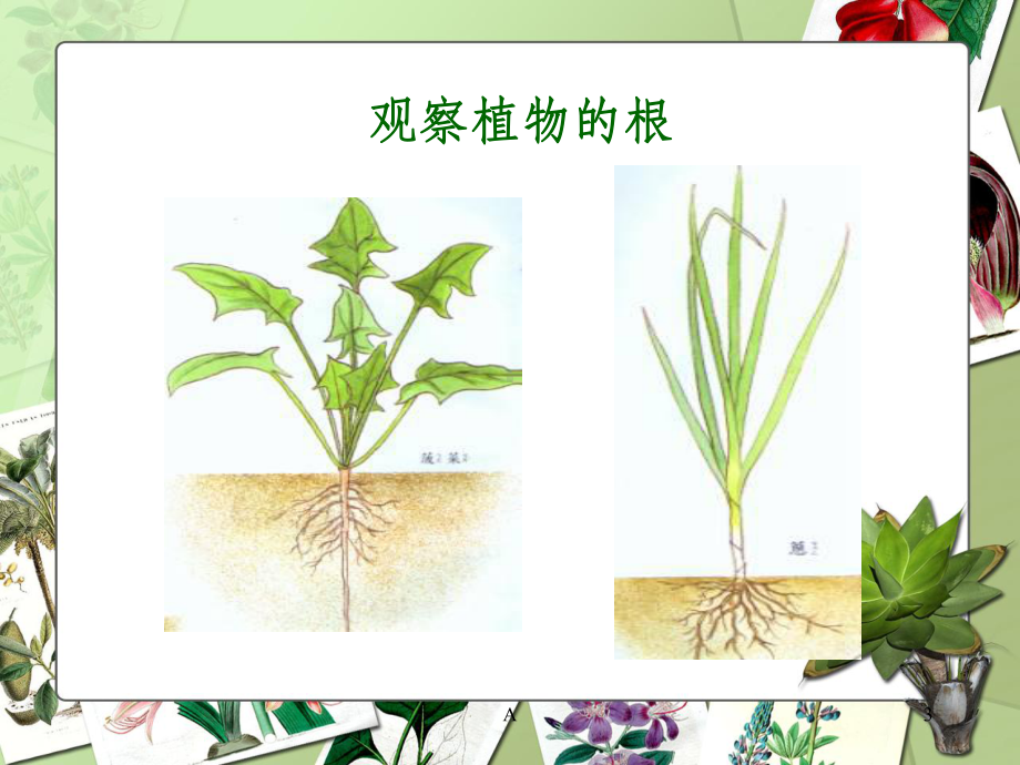 植物的根茎叶课件.ppt_第3页