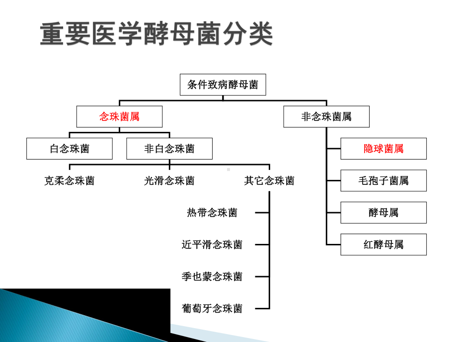 侵袭性真菌感染课件.pptx_第3页