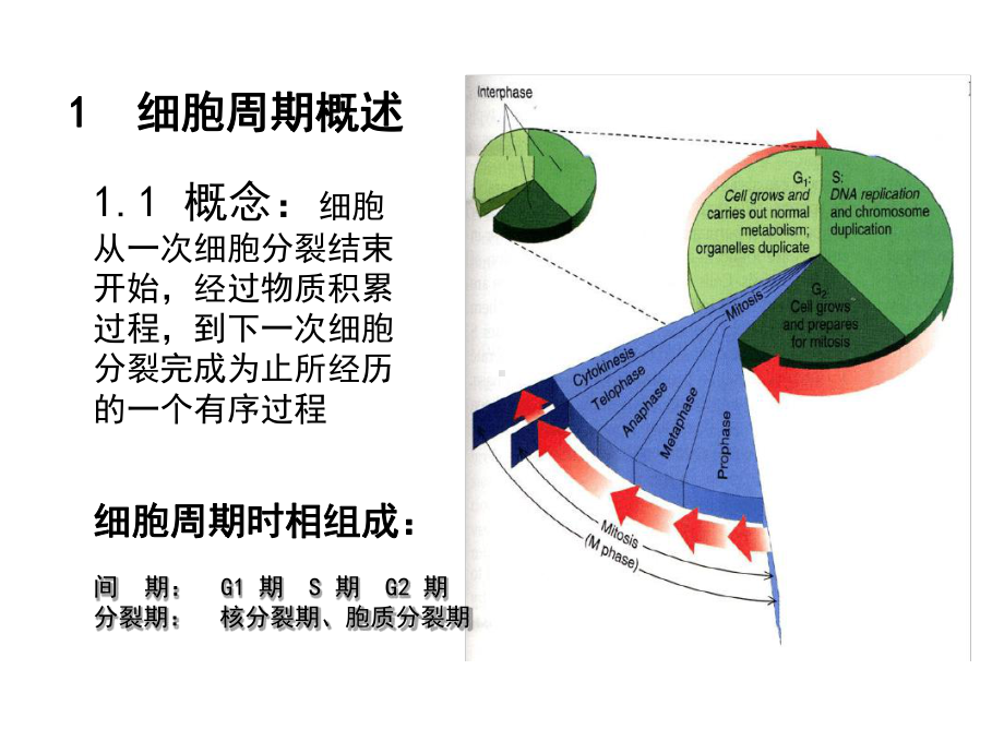 细胞生物学第四讲细胞增殖与调控课件.ppt_第2页