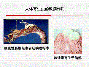 人体寄生虫学总论课件讲义.ppt