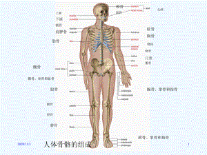 人体解剖生理学实验骨骼系统课件.ppt