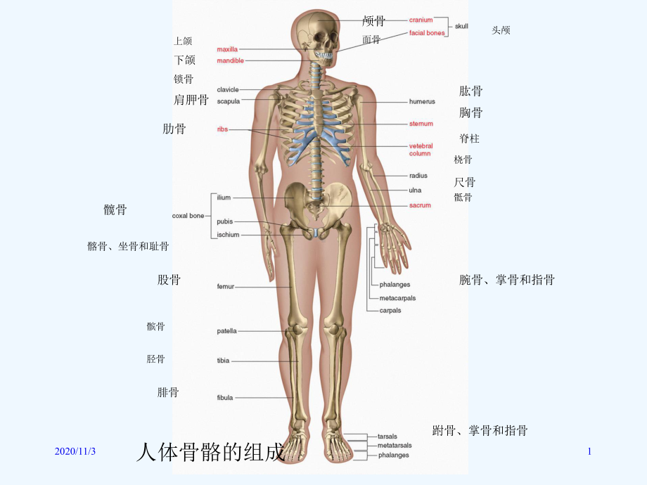 人体解剖生理学实验骨骼系统课件.ppt_第1页