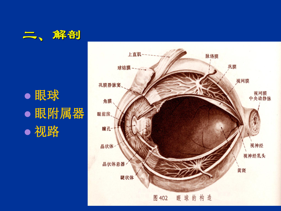 眼部超声检查资料课件.ppt_第3页