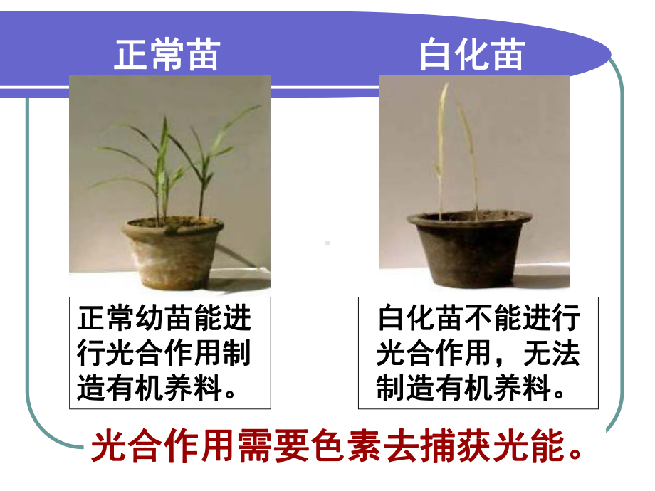 光合作用及叶片色素实验与习题课件.ppt_第2页