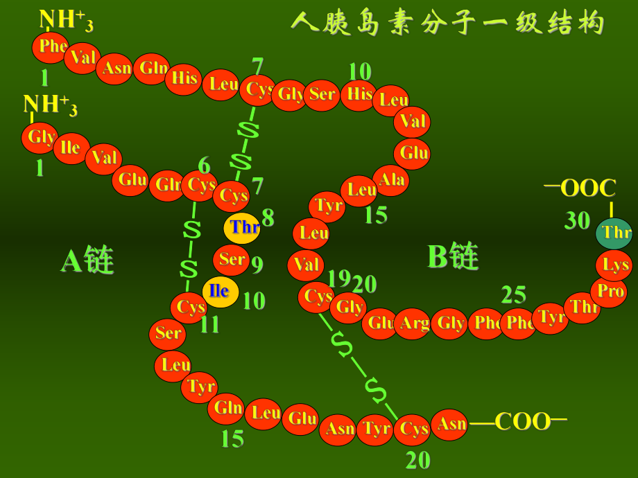 胰岛素及口服降血糖药合理应用课件.ppt_第3页