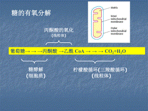 生物化学简明教程 第四版 第九章糖代谢(二)课件.ppt