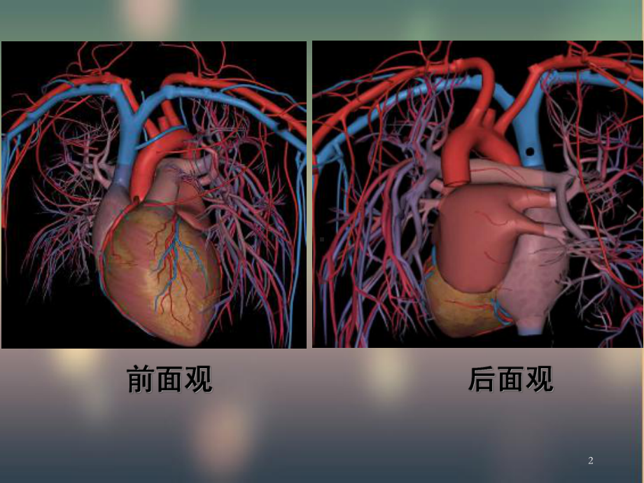 第一节循环系统·技术应用课件.ppt_第2页