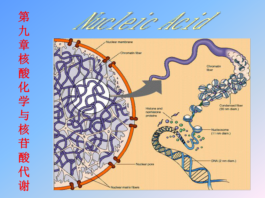 核酸化学与核苷酸代谢2课件.ppt_第1页